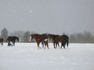 Auch im Schnee fhlt es sich wohl auf dem Wenthof